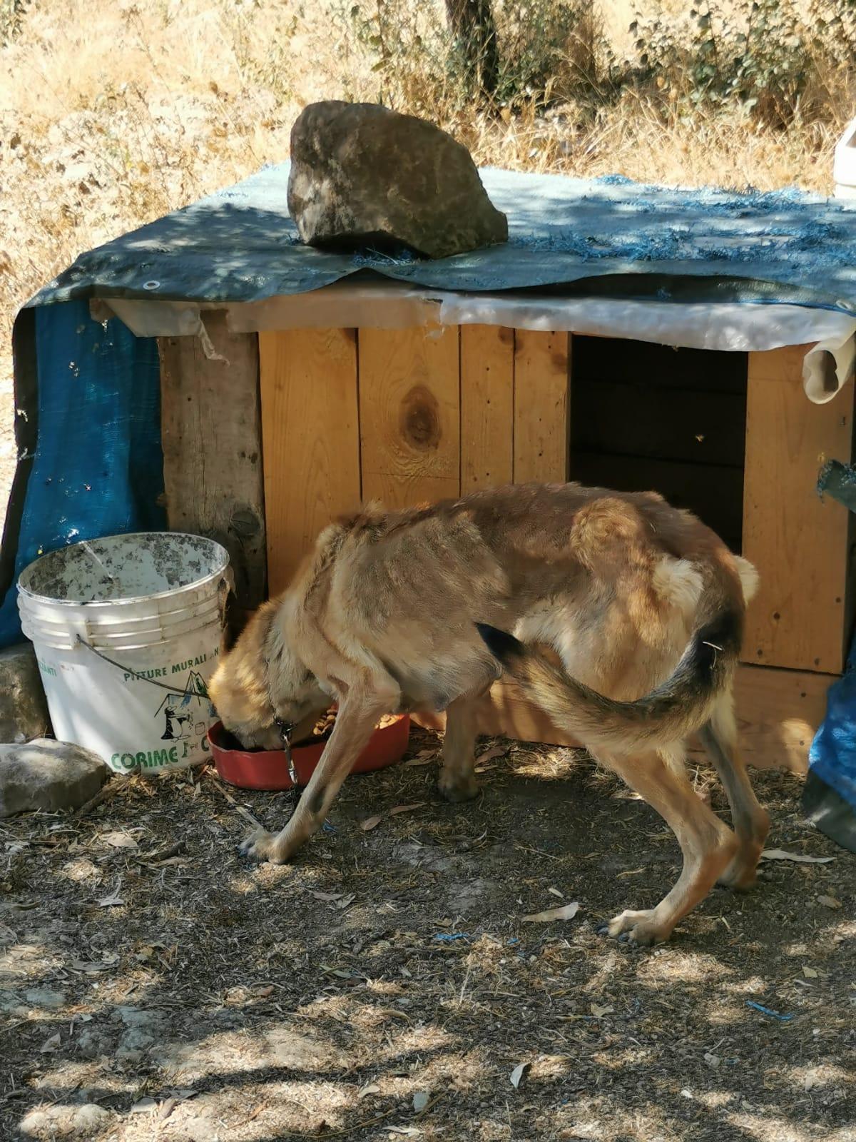 Il cane in totale stato di abbandono