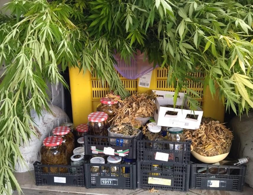 Coltiva marijuana sul terrazzo I militari lo scoprono: arrestato 