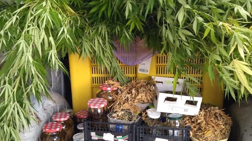 Coltiva marijuana sul terrazzo I militari lo scoprono: arrestato