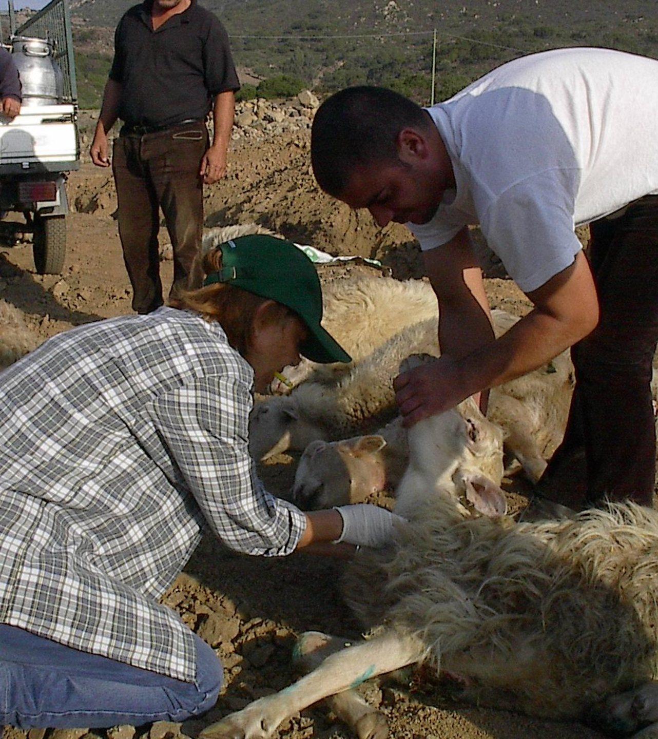 Blue tongue nel Goceano ora gli allevatori tremano 