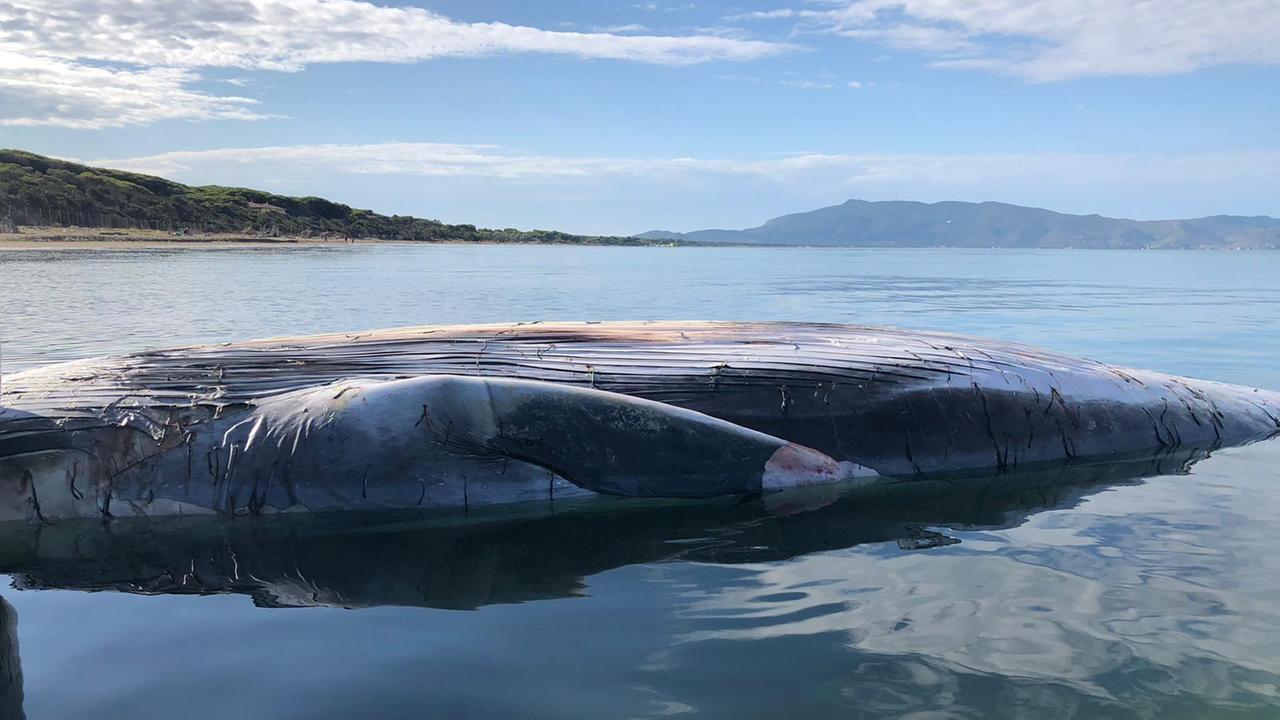 La carcassa del cetaceo (foto Enzo Russo)