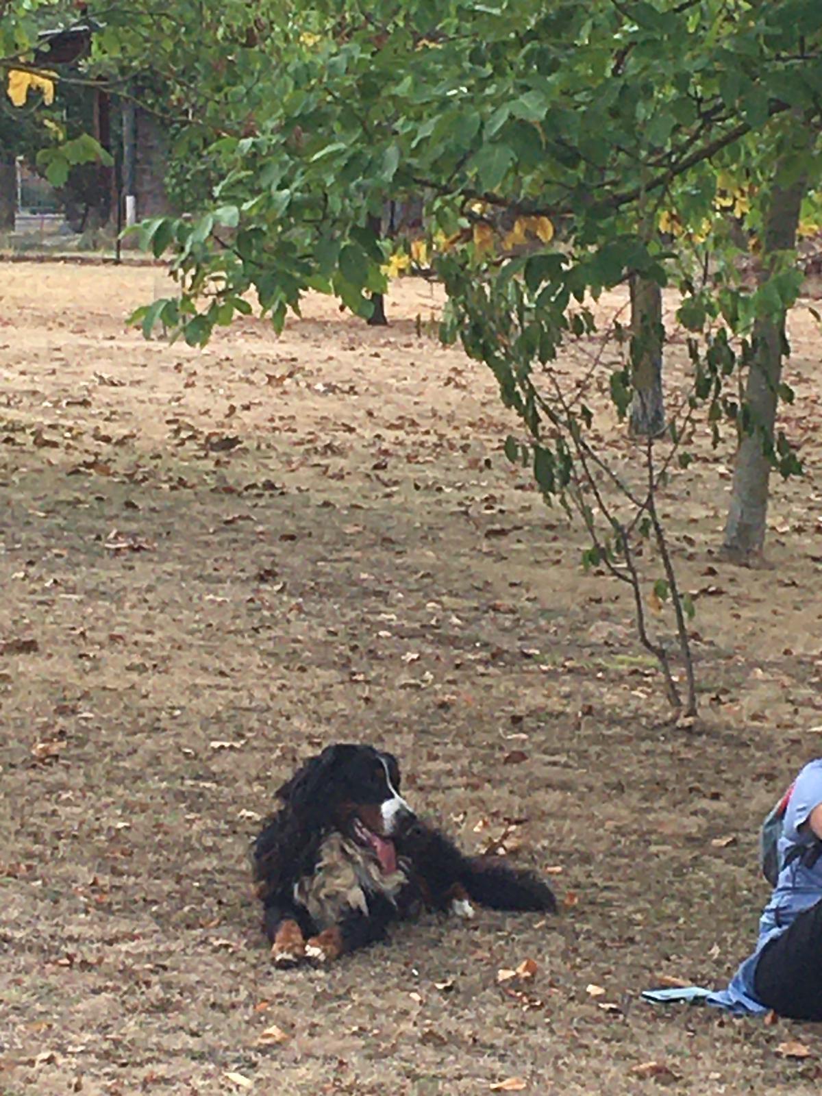 Thor, il cane bernese in fuga da tre mesi e bloccato a Ventoso