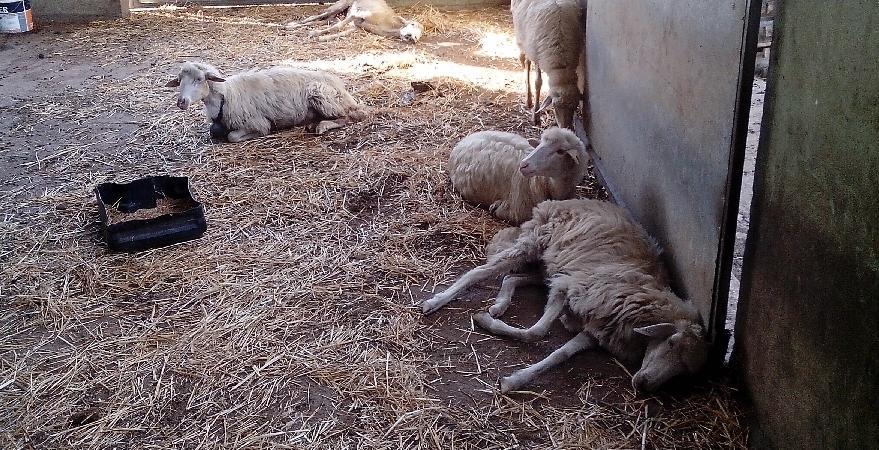 Stop alla movimentazione dei capi verso la penisola 