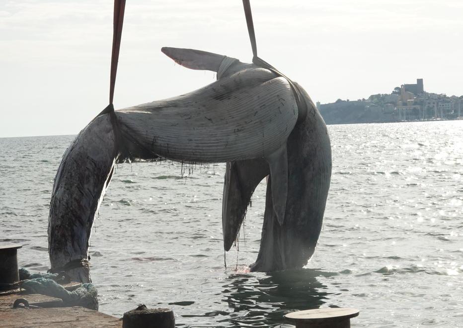 Balenottera di dodici metri senza vita sulla spiaggia: l'allarme, il recupero e i primi esami