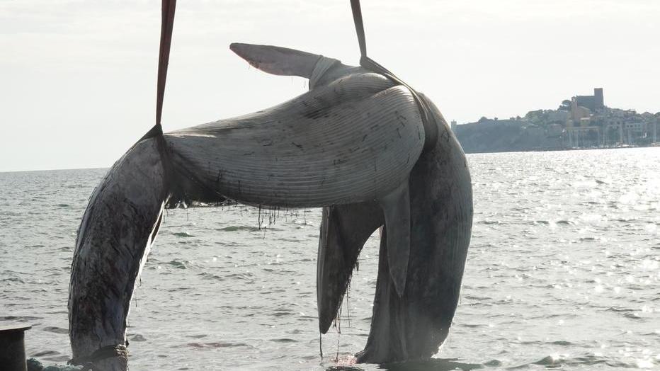 Balenottera di dodici metri senza vita sulla spiaggia: l'allarme, il recupero e i primi esami