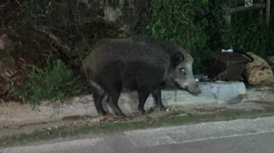 I cinghiali passeggiano anche alla fermata del bus