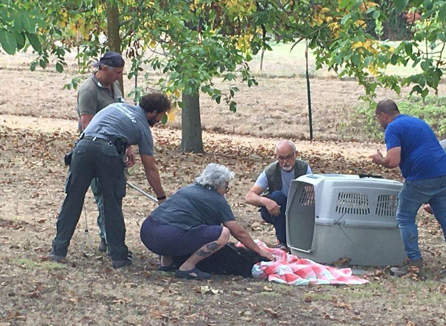 Cane in fuga da 3 mesi recuperato a Ventoso col dardo di narcotico 
