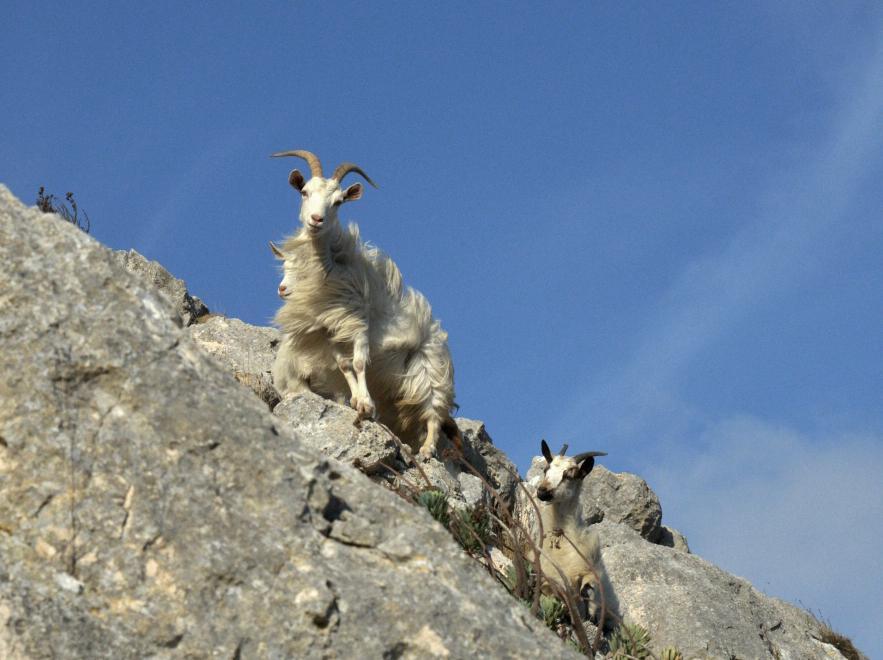 Capre sullo scoglio, allarme a Tavolara 