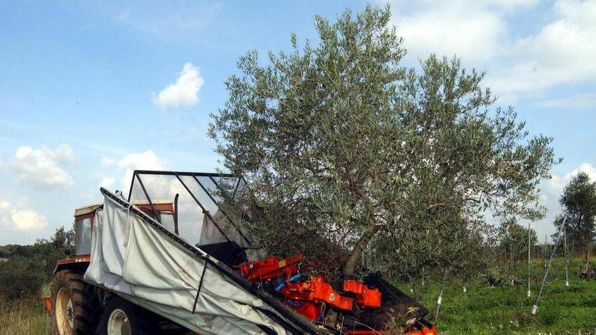 Moderno sistema di raccolta meccanizzata delle olive, a destra, il momento più atteso da ogni olivicoltore, l’uscita dell’olio dopo la frangitura (foto archivio)