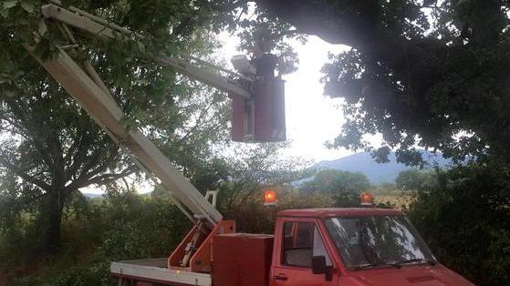 Pesante ramo di quercia precipita sulla strada