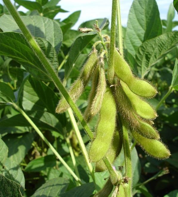 Soia, anno terribile Siccità e caldo grandi nemici degli agricoltori 
