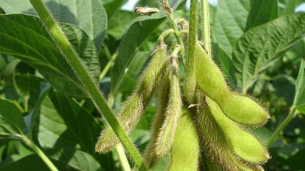 Soia, anno terribile Siccità e caldo grandi nemici degli agricoltori