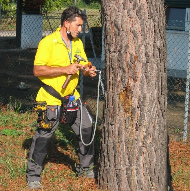 Processionaria del pino Iniziata la cura su 670 piante pubbliche
