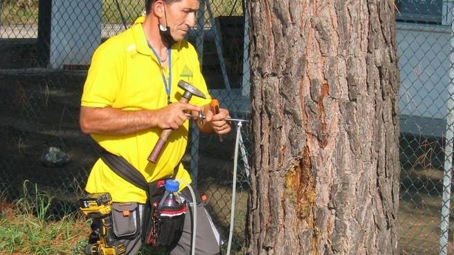 Processionaria del pino Iniziata la cura su 670 piante pubbliche
