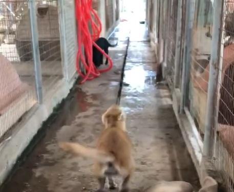 Cane azzanna veterinaria mentre tenta di visitarlo 