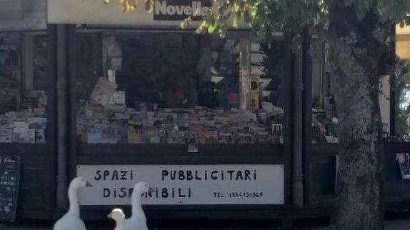 Le papere sulle strisce come i Beatles