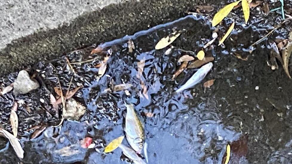 Moria di pesci nel torrente «Nessuno li ha ancora tolti»
