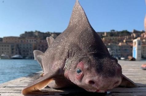 In darsena senza vita un esemplare di Pesce Porco