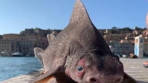 In darsena senza vita un esemplare di Pesce Porco