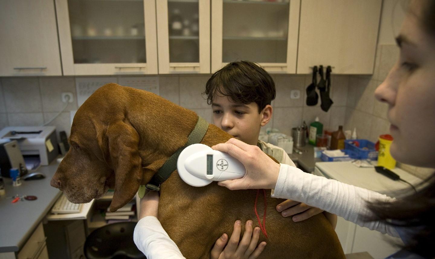Doppio appuntamento con l’anagrafe canina a Sassari