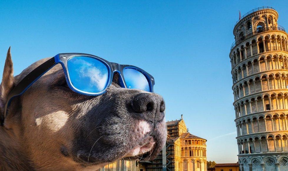L’app trova i dog sitter e il padrone si gode la visita ai monumenti
