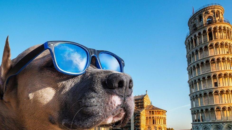 L’app trova i dog sitter e il padrone si gode la visita ai monumenti