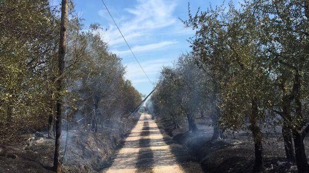 Fuoco sulle olivete e vicino alle case Tanta paura a Pinete