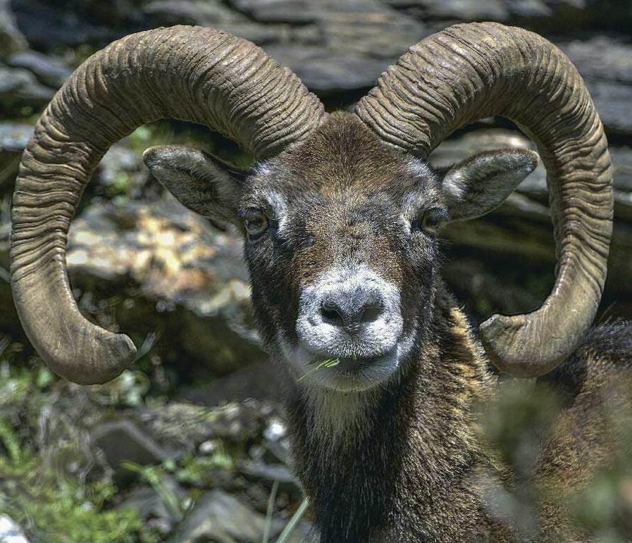 Il Gennargentu, gigante verde nel cuore dell’isola