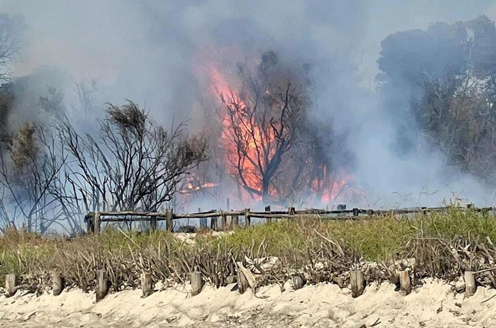 Incendio divampa nel bosco della Sterpaia: anche i bagnanti spengono le fiamme 