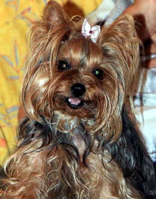 Cagnolino di un’anziana ucciso da un’auto pirata 