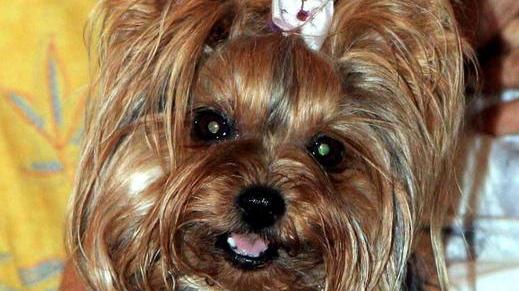 Cagnolino di un’anziana ucciso da un’auto pirata