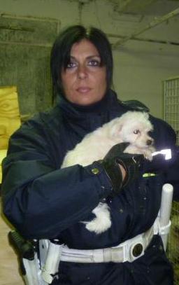 Staffette illegali di cani: 13 cuccioli trovati in periferia 