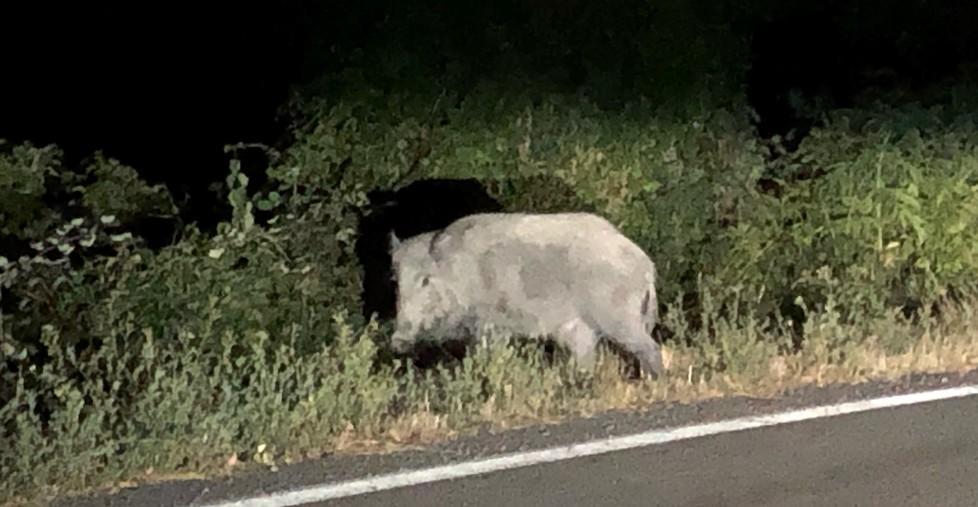 Guida l’auto ubriaco con la madre di fianco Nei guai un 51enne 