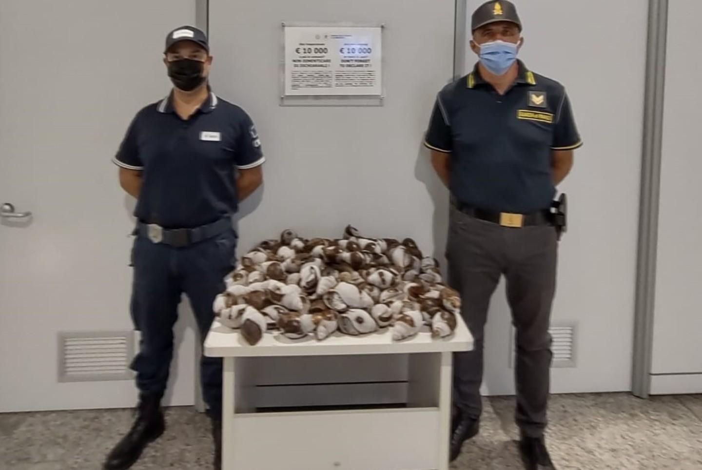 Sequestrati trenta chili di chiocciole 