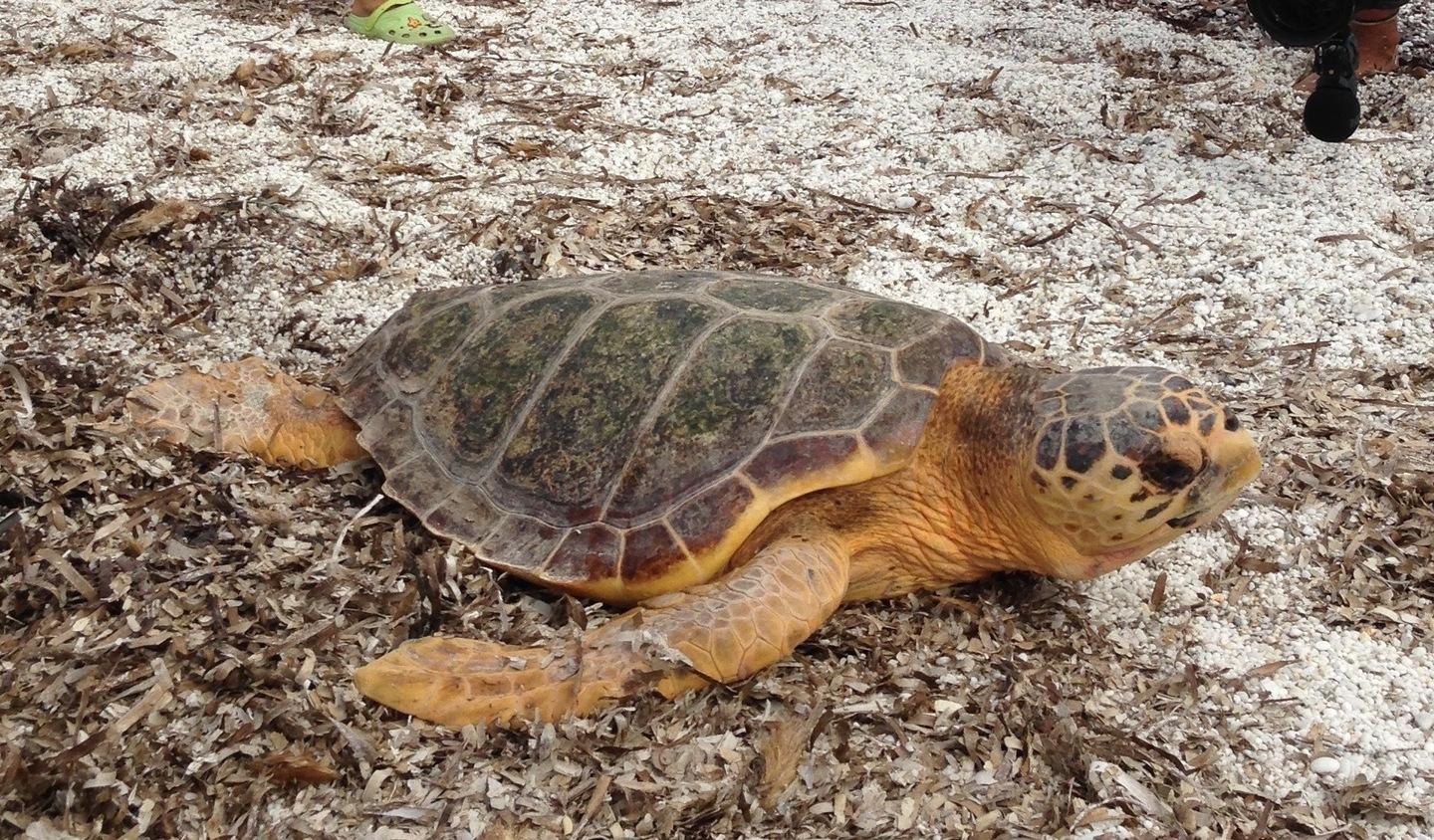 Il ritorno della tartaruga Marte 