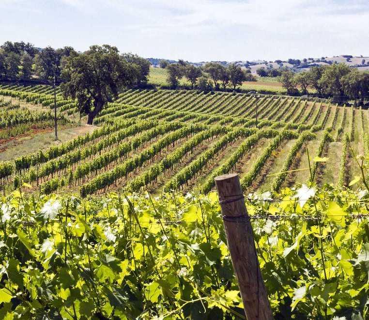 Meno vino ma di qualità eccellente: in forte ascesa Vermentino e Ciliegiolo 