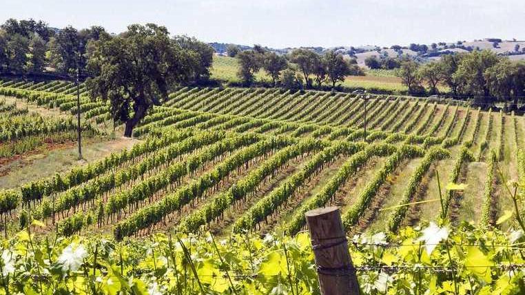 Meno vino ma di qualità eccellente: in forte ascesa Vermentino e Ciliegiolo