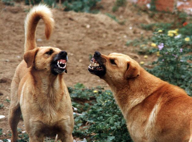 Lagosanto: difende il suo cagnolino dall'attacco di un "rivale" e viene azzannata