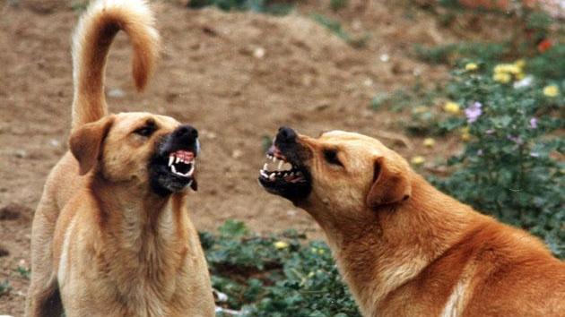 Lagosanto: difende il suo cagnolino dall'attacco di un "rivale" e viene azzannata