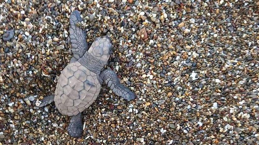 Nate a Rimigliano 64 tartarughine Caretta caretta