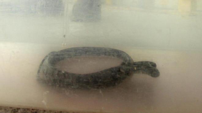 Un serpente nel carico di banane in porto