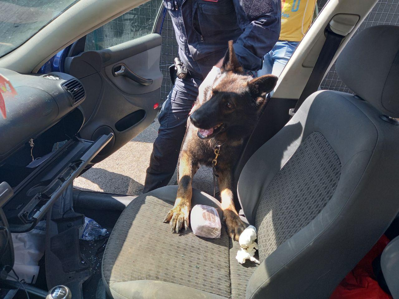 Il cane antidroga Lion all'opera nell'auto in cui erano nascosti 6 etti di droga