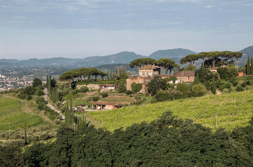 Partita la vendemmia in Lucchesia, studenti reclutati come raccoglitori 