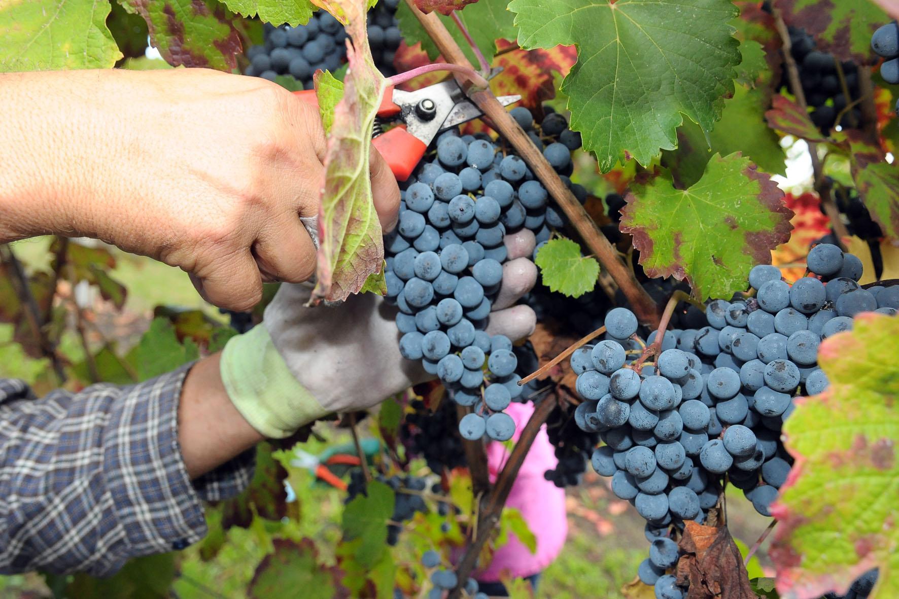 Meno vino, ma qualità alta 
