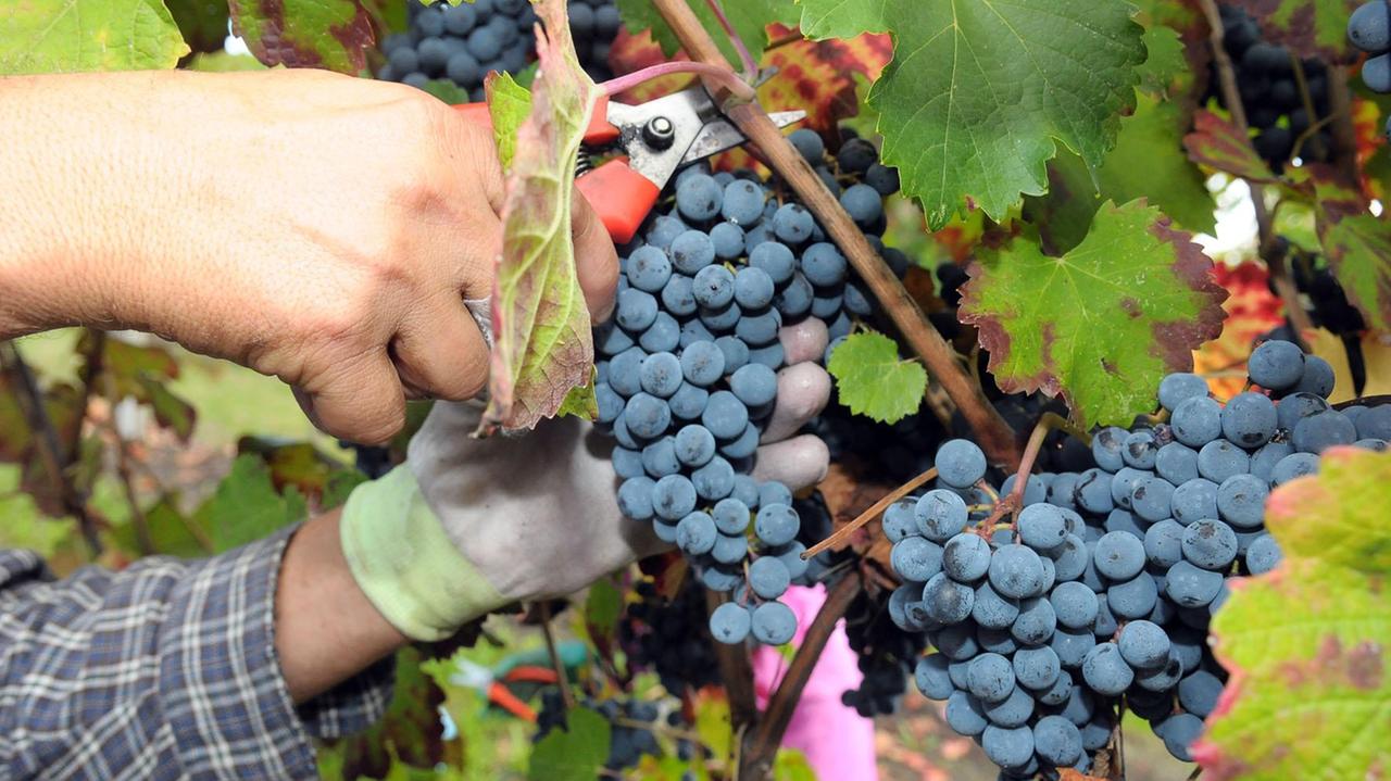 Meno vino, ma qualità alta