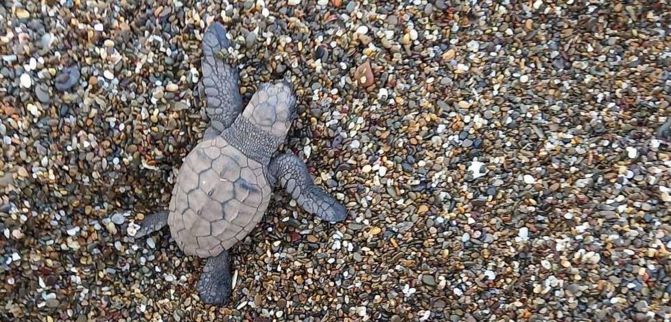 Nate a Rimigliano 64 tartarughe Caretta caretta