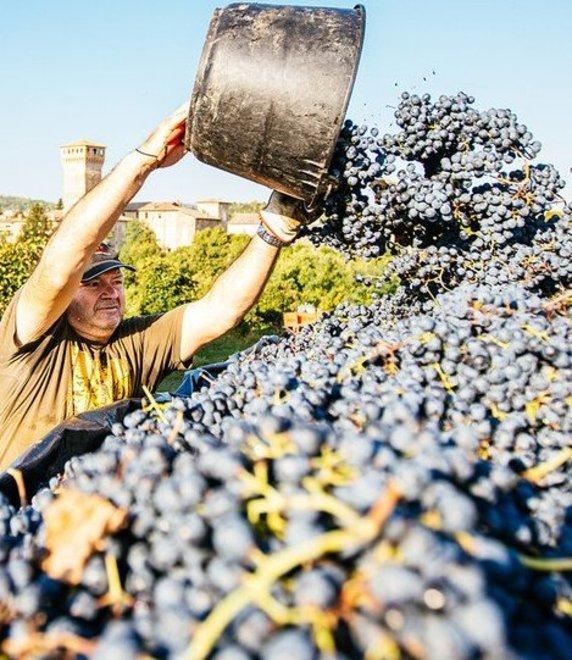 50 tonnellate per ettaro Vendemmia: rimane il limite di resa massima 