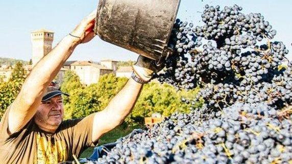 50 tonnellate per ettaro Vendemmia: rimane il limite di resa massima