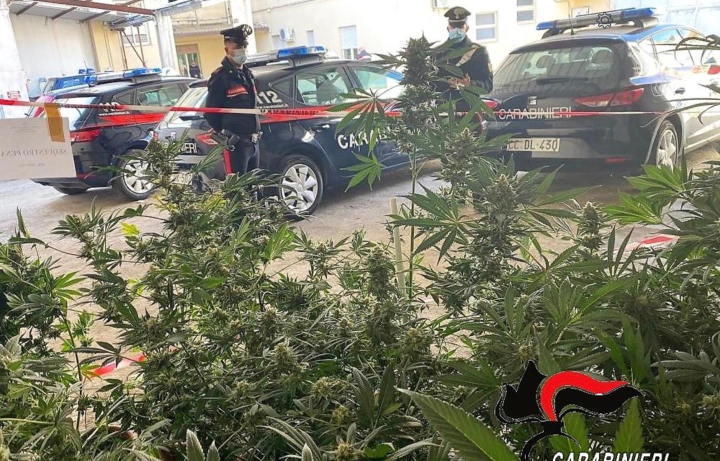 Marijuana nelle aziende arrestati due allevatori 