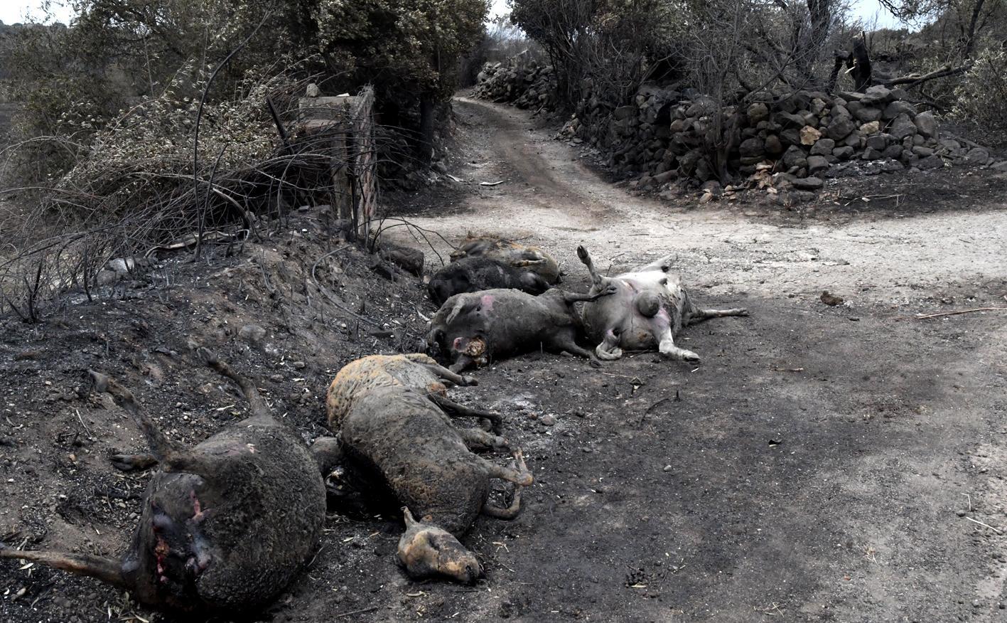 Lotta agli incendi: «Far rivivere le foreste per prevenire i roghi» 